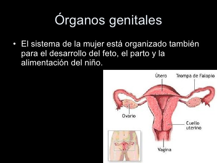 A través de divertidas ilustraciones, trata de ofrecer educación sexual y menstrual